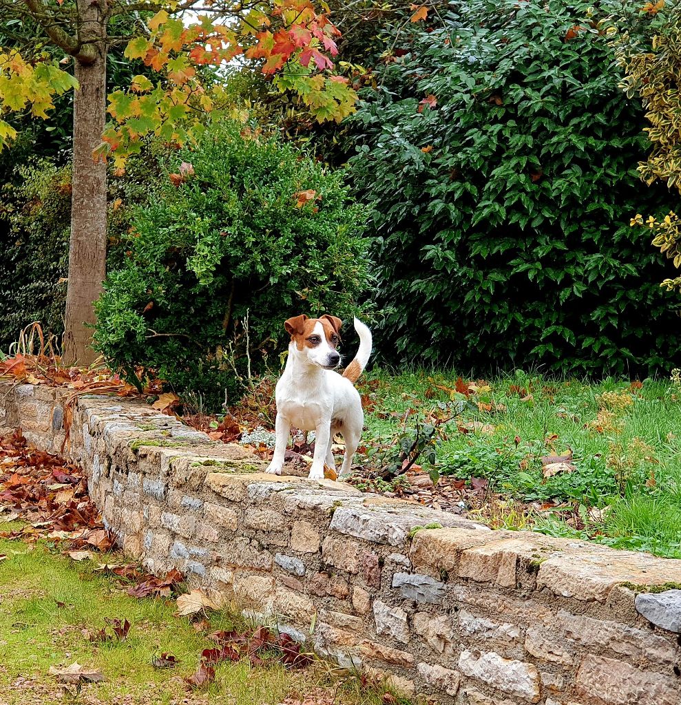 Shelby Du Domaine Du Varandin