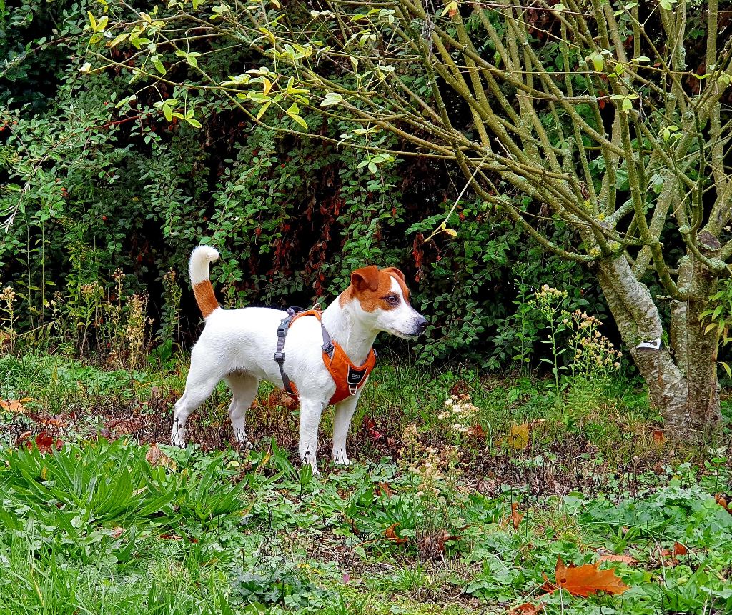 Shelby Du Domaine Du Varandin