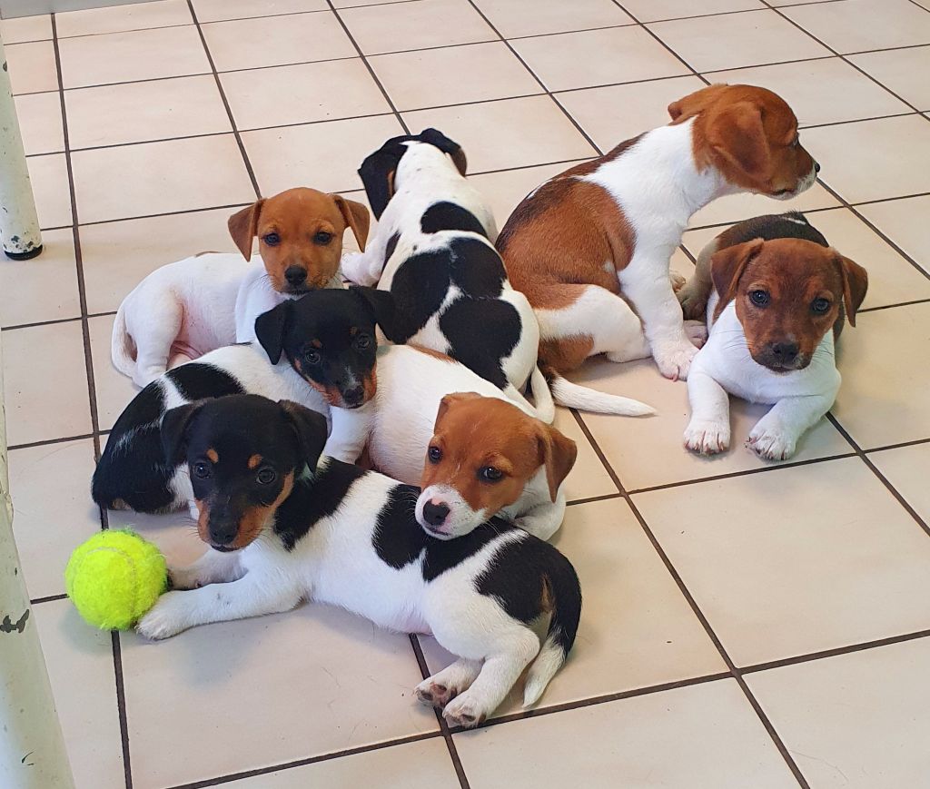 chiot Jack Russell Terrier Du Domaine Du Varandin