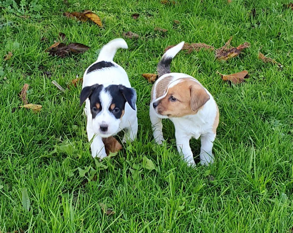 Du Domaine Du Varandin - Jack Russell Terrier - Portée née le 26/11/2019