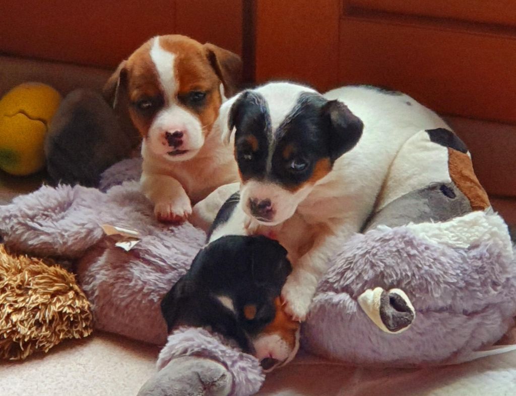 chiot Jack Russell Terrier Du Domaine Du Varandin