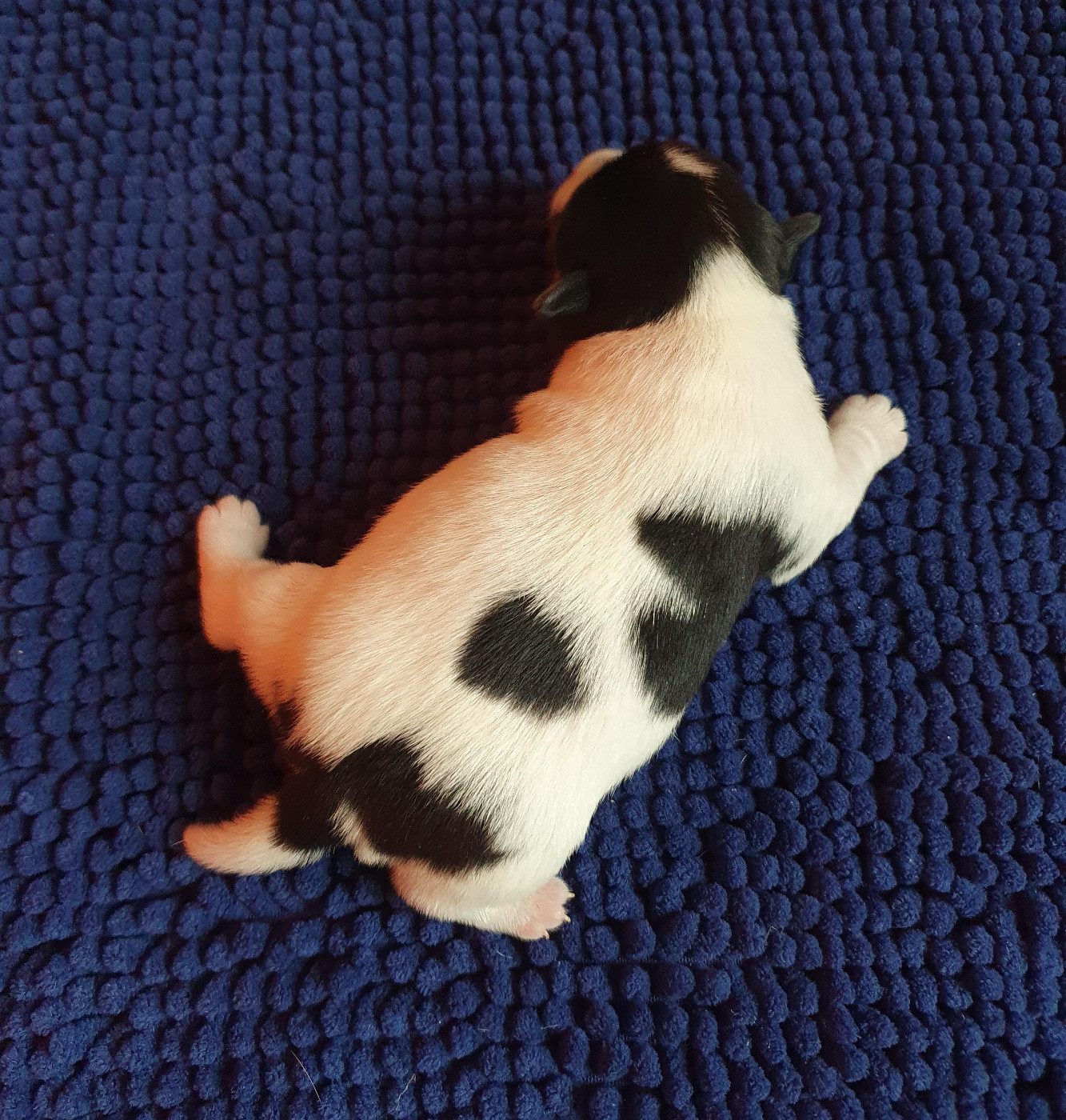 Du Domaine Du Varandin - Chiots disponibles - Jack Russell Terrier