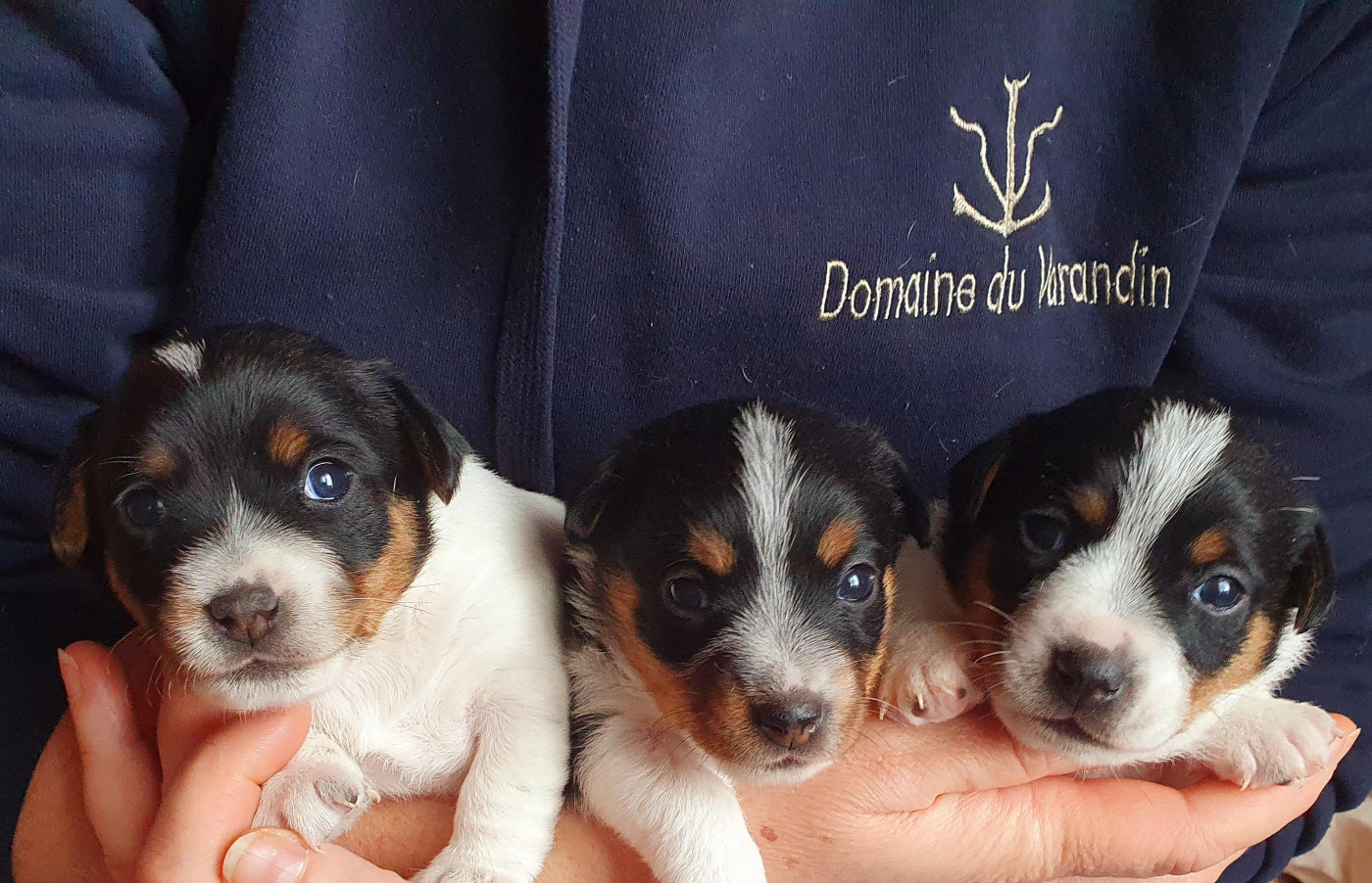 Chiot Jack Russell Terrier Du Domaine Du Varandin