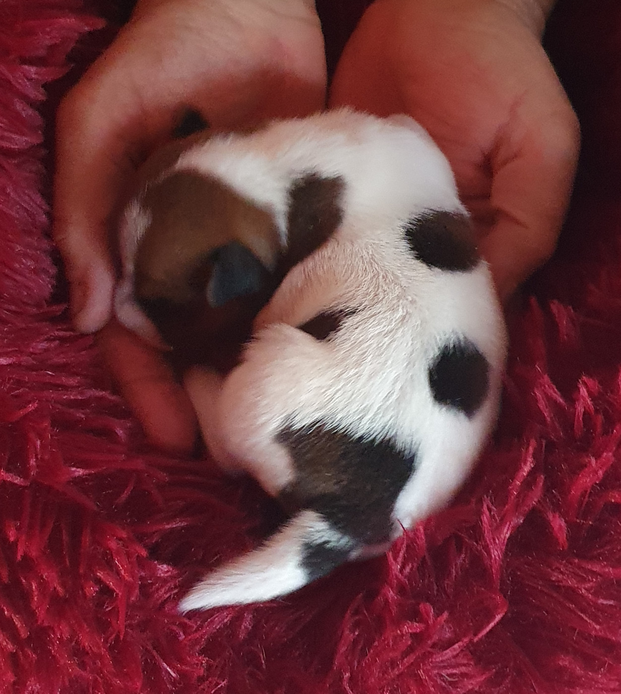 Du Domaine Du Varandin - Chiots disponibles - Jack Russell Terrier