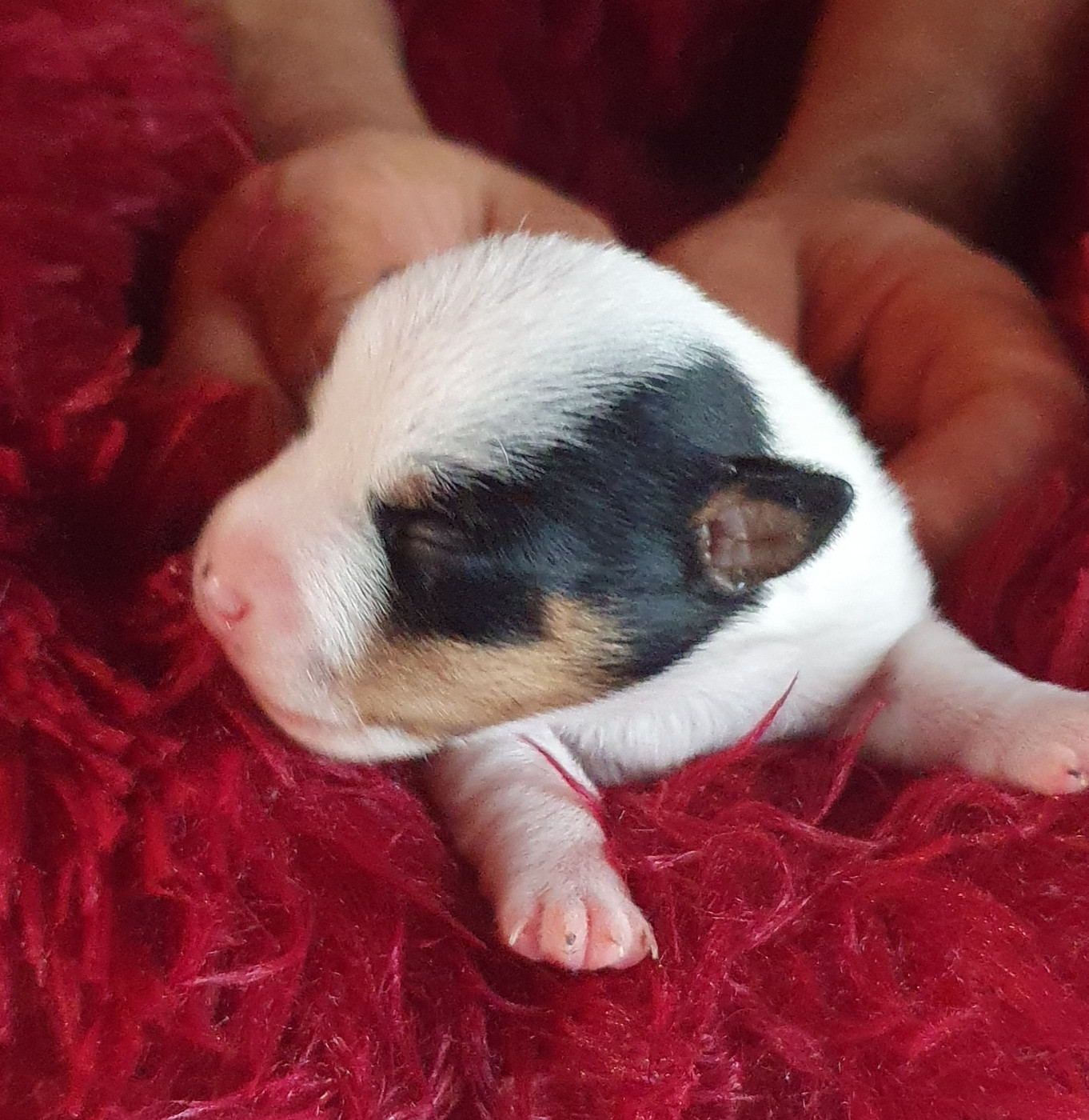 Du Domaine Du Varandin - Chiots disponibles - Jack Russell Terrier