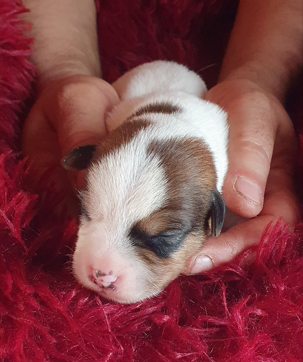 Du Domaine Du Varandin - Chiots disponibles - Jack Russell Terrier