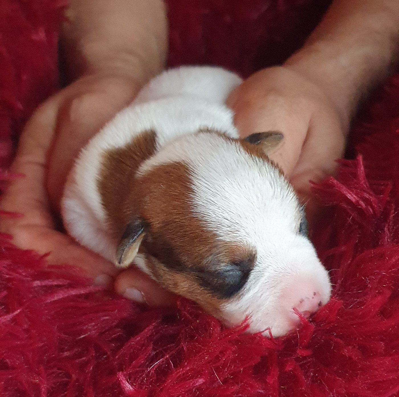 Du Domaine Du Varandin - Chiots disponibles - Jack Russell Terrier