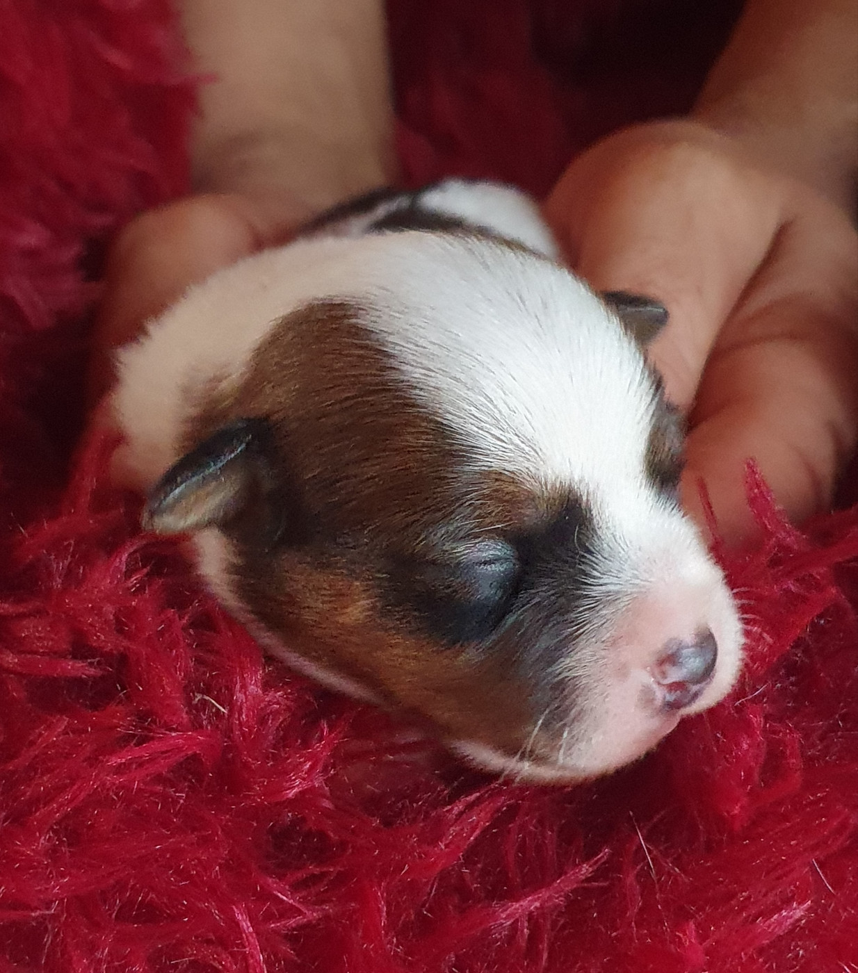 Du Domaine Du Varandin - Chiots disponibles - Jack Russell Terrier