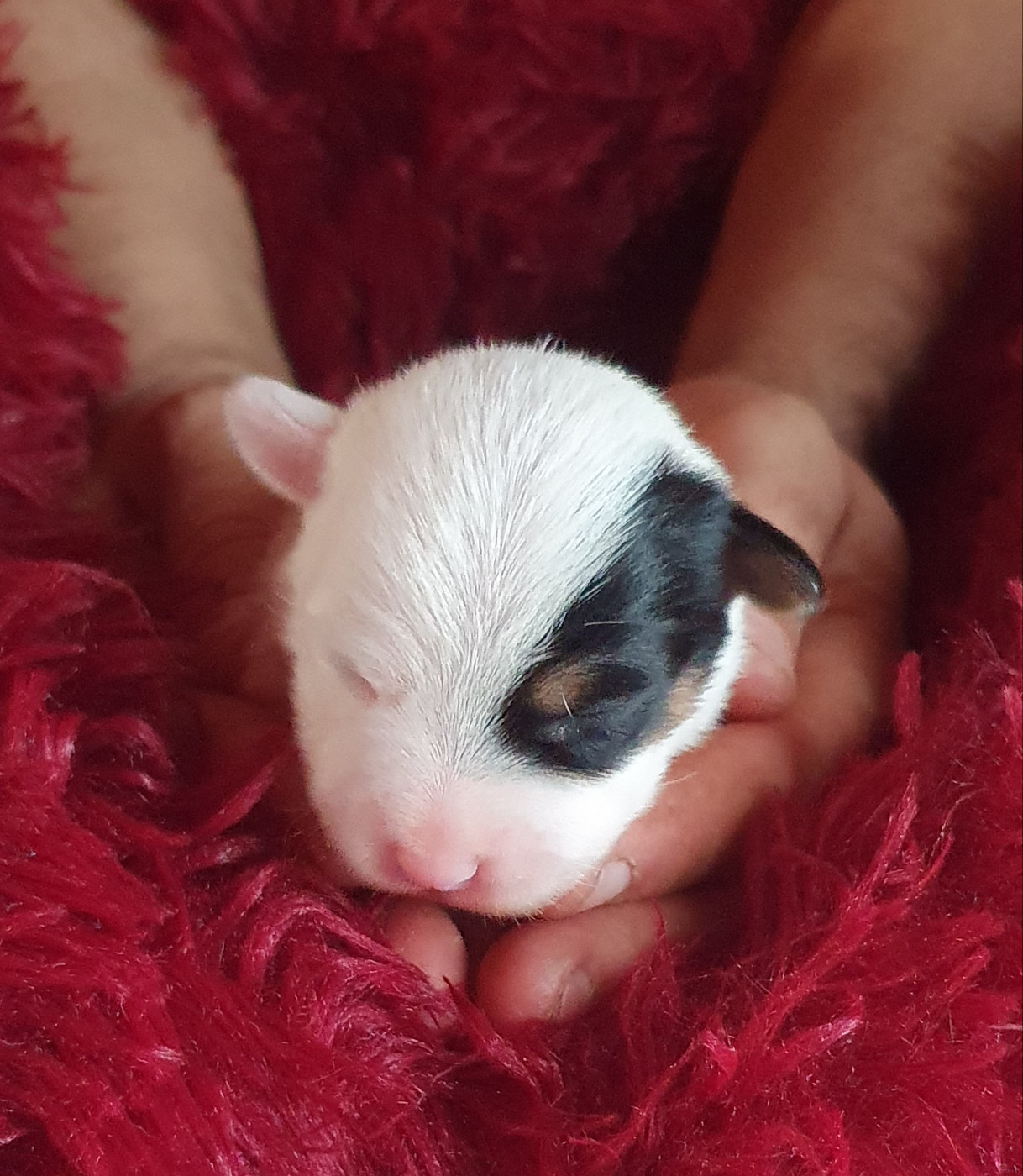 Du Domaine Du Varandin - Chiots disponibles - Jack Russell Terrier