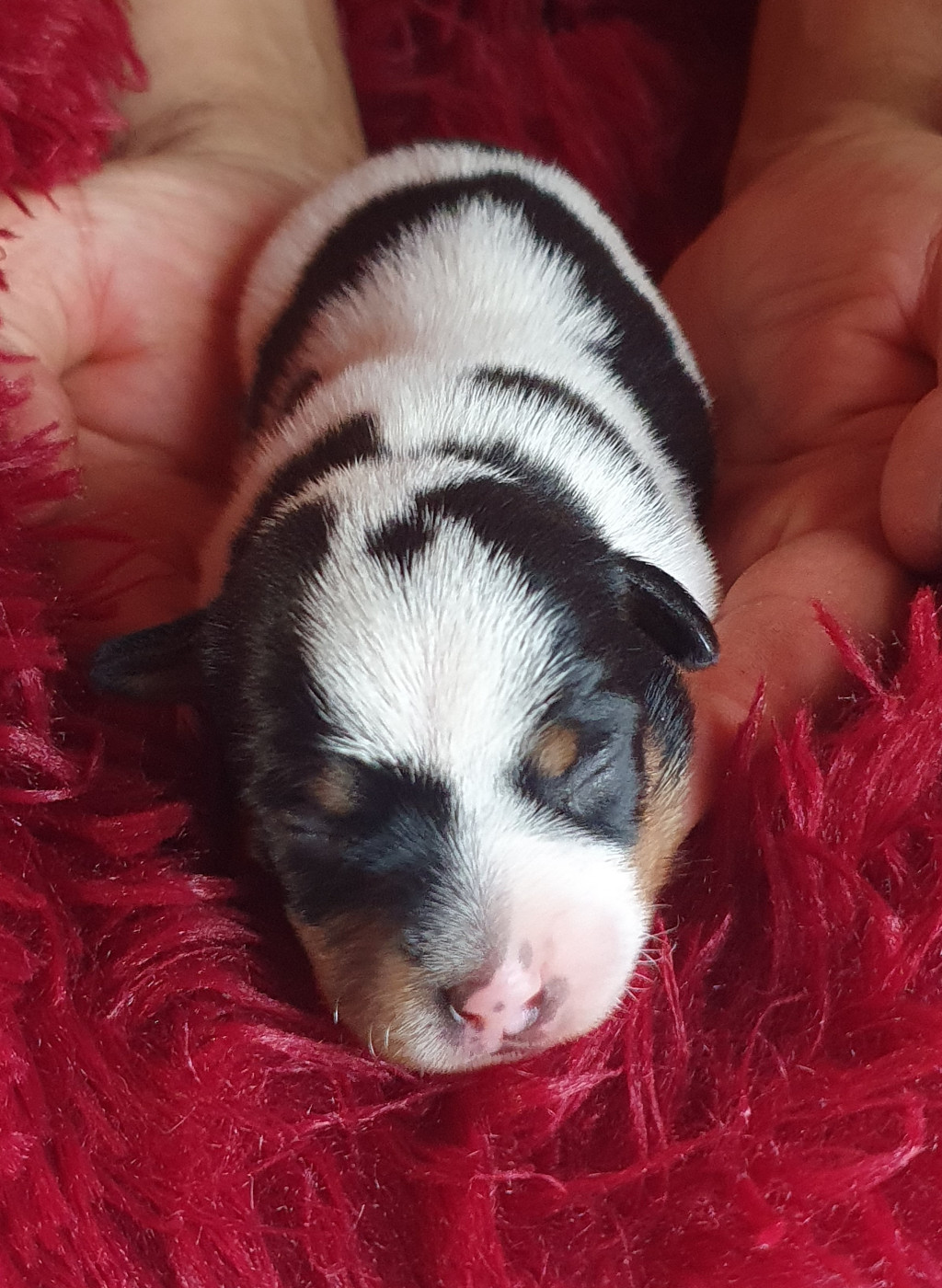 Du Domaine Du Varandin - Chiots disponibles - Jack Russell Terrier