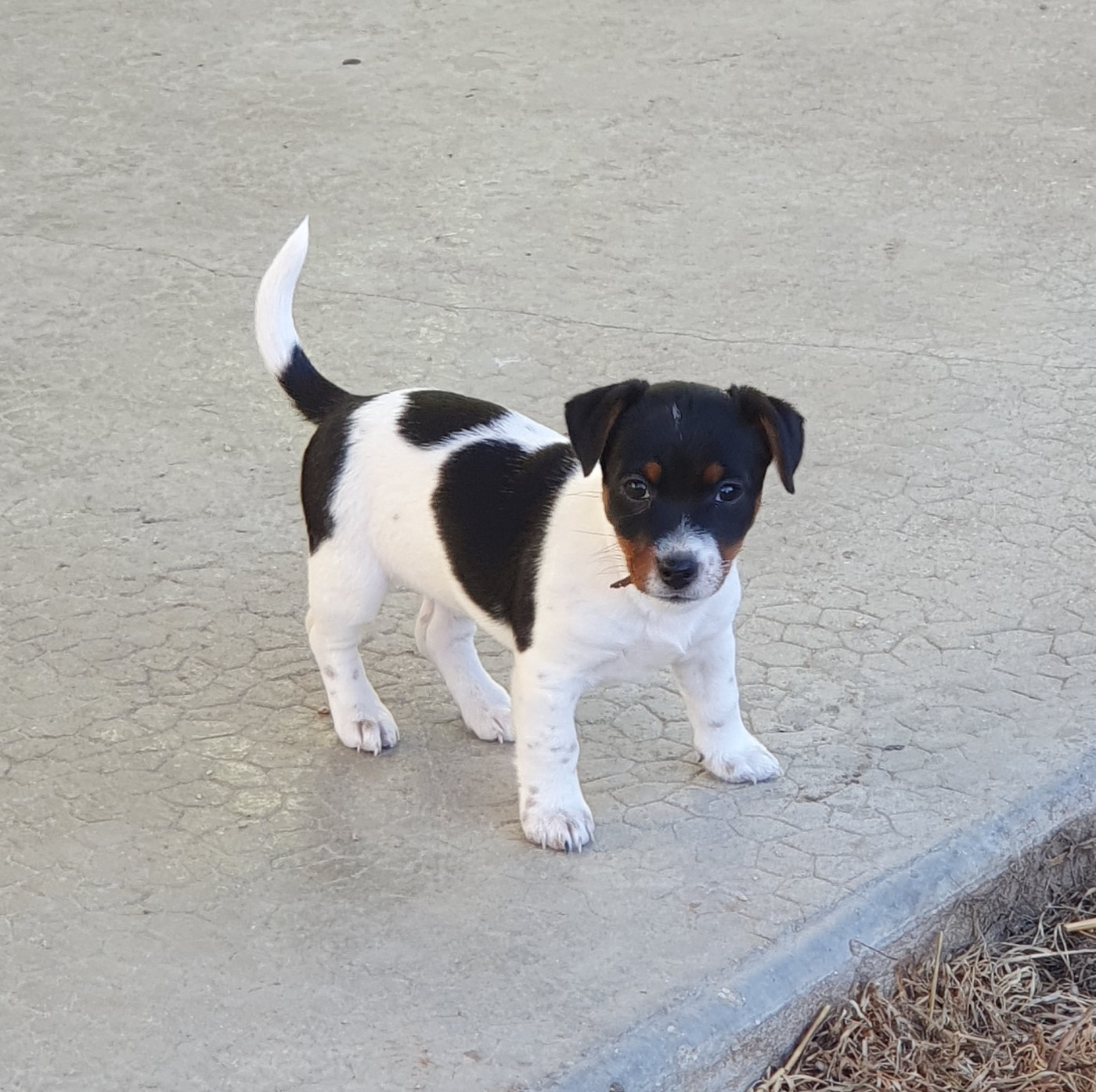 Du Domaine Du Varandin - Chiots disponibles - Jack Russell Terrier