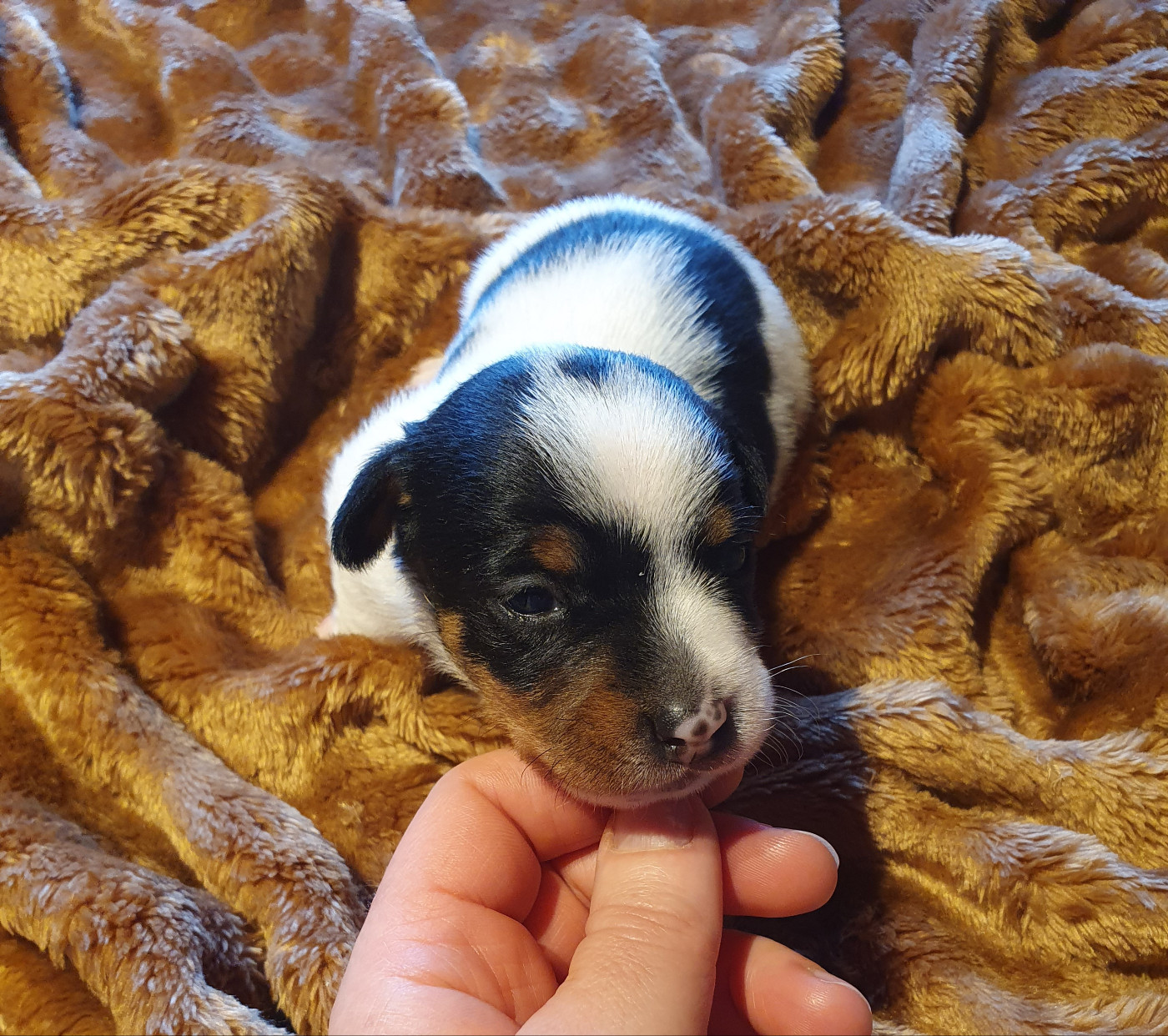 Du Domaine Du Varandin - Chiots disponibles - Jack Russell Terrier