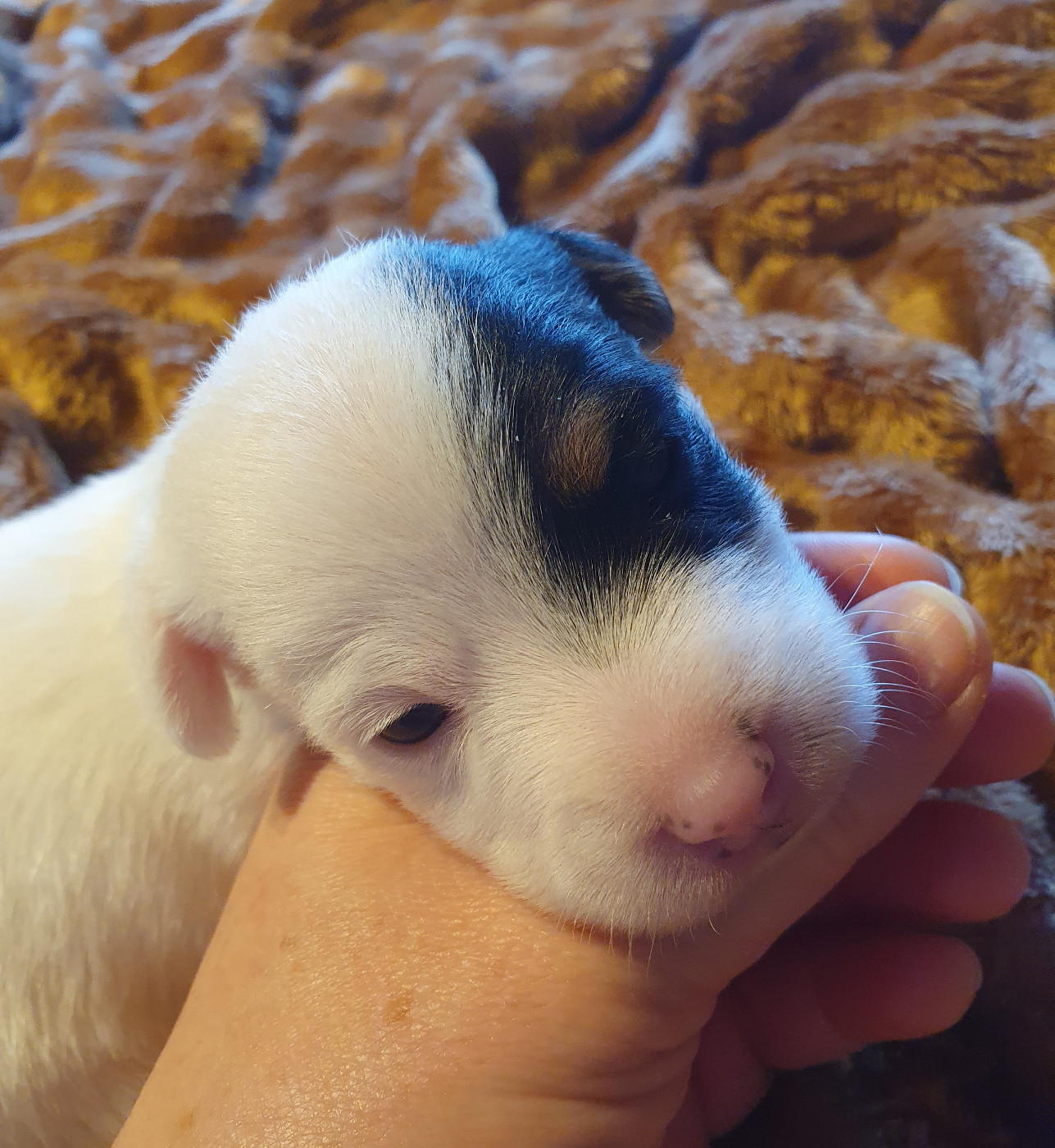 Du Domaine Du Varandin - Chiots disponibles - Jack Russell Terrier