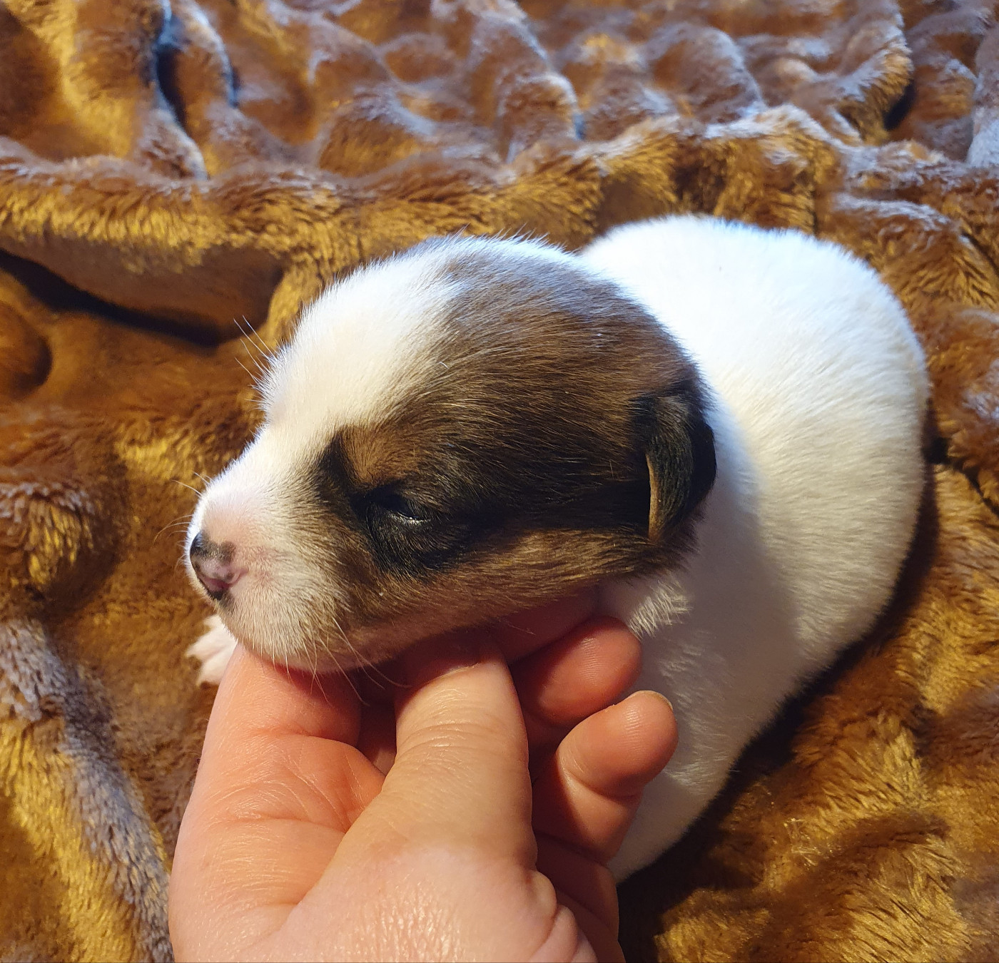 Du Domaine Du Varandin - Chiots disponibles - Jack Russell Terrier