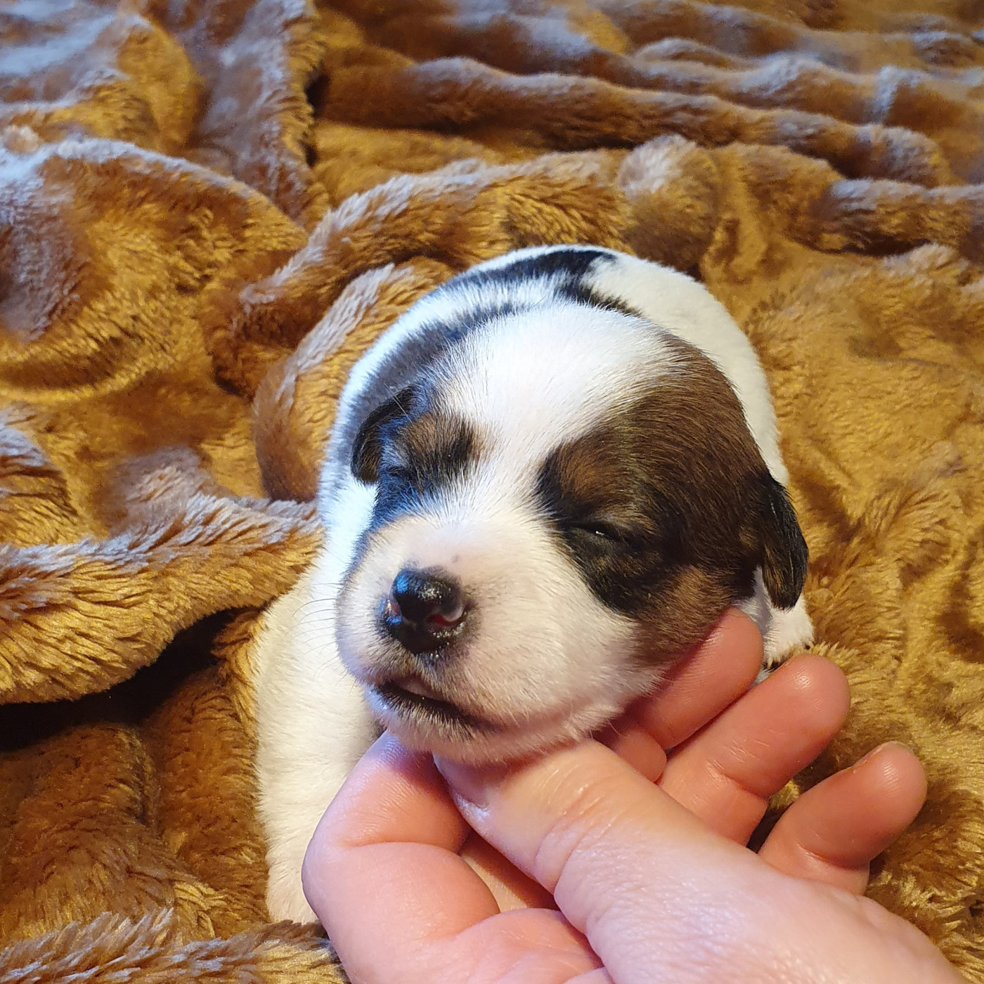 Du Domaine Du Varandin - Chiots disponibles - Jack Russell Terrier