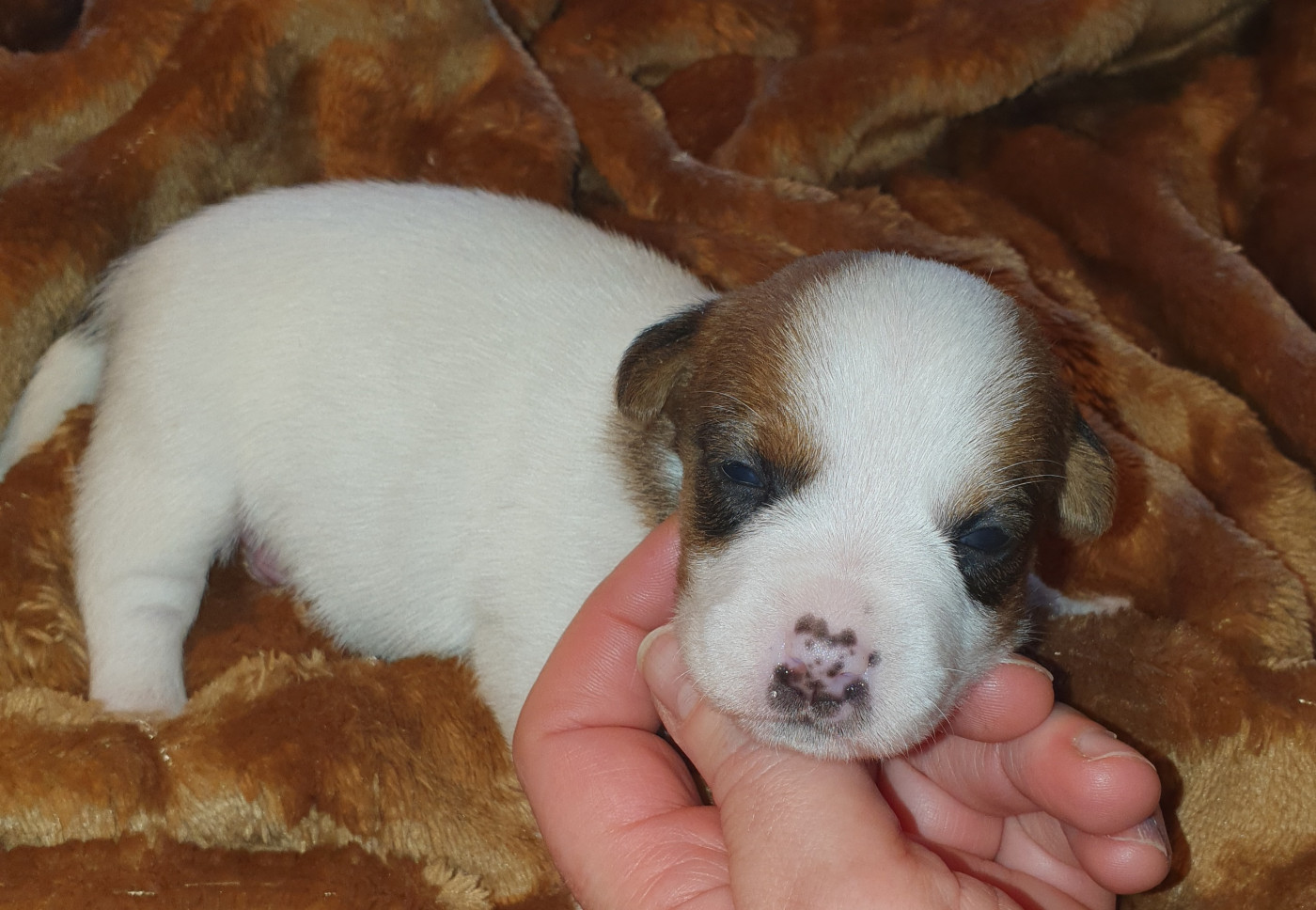 Du Domaine Du Varandin - Chiots disponibles - Jack Russell Terrier
