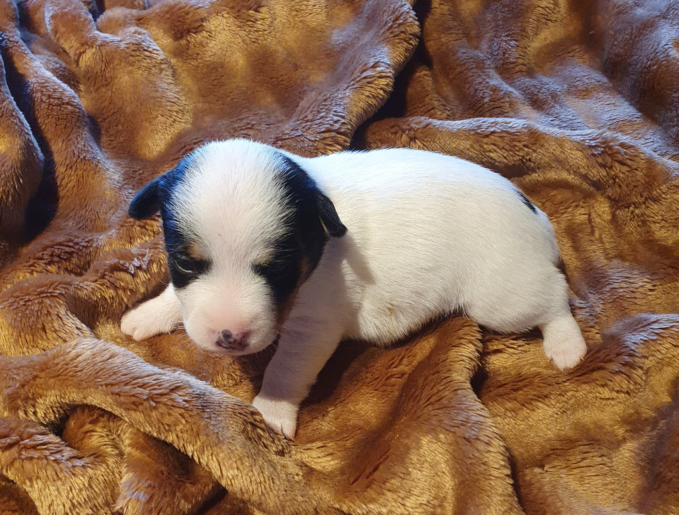 Du Domaine Du Varandin - Chiots disponibles - Jack Russell Terrier
