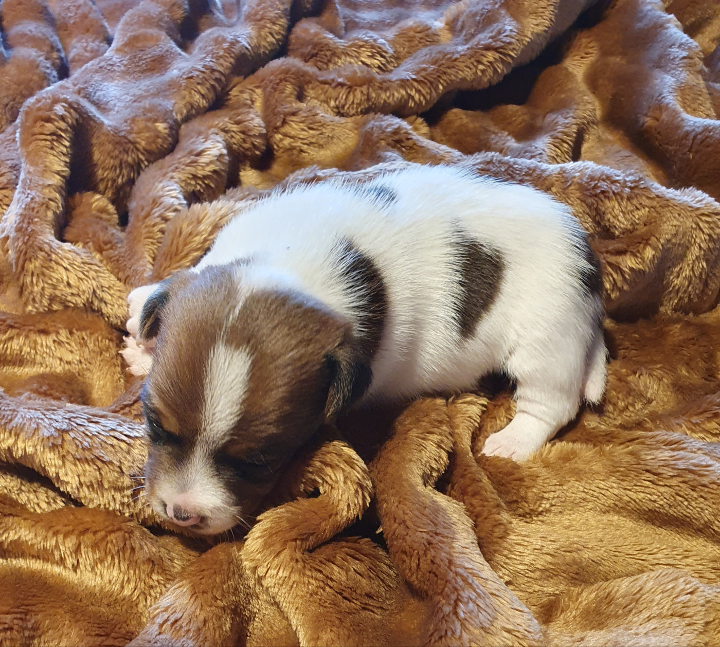 Du Domaine Du Varandin - Chiots disponibles - Jack Russell Terrier