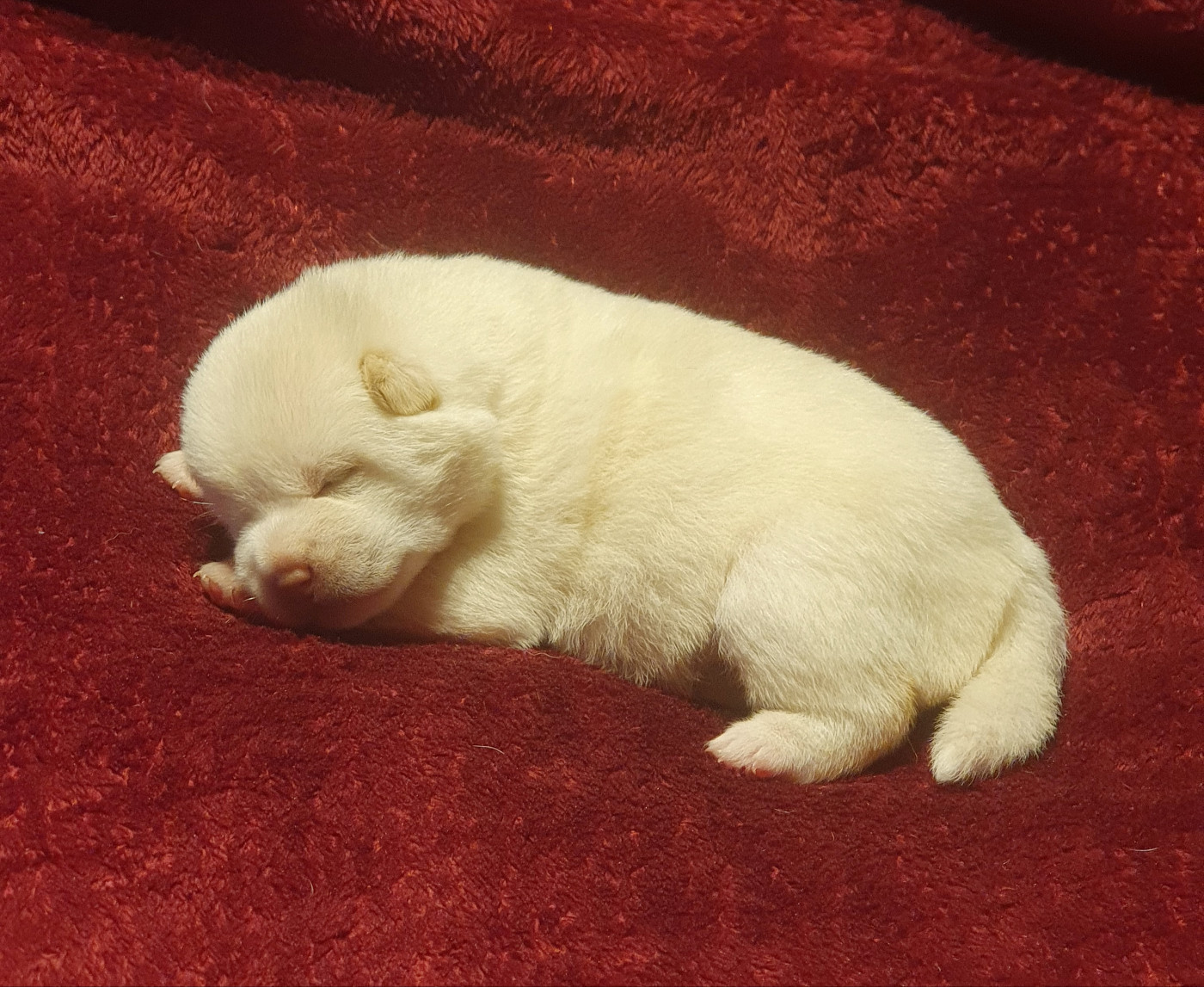 Du Domaine Du Varandin - Chiots disponibles - Shiba
