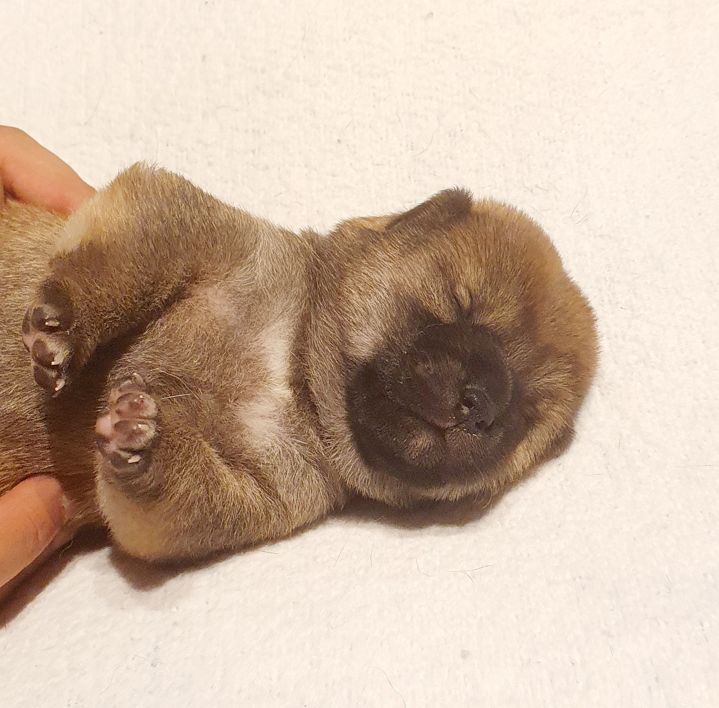 Du Domaine Du Varandin - Chiots disponibles - Shiba