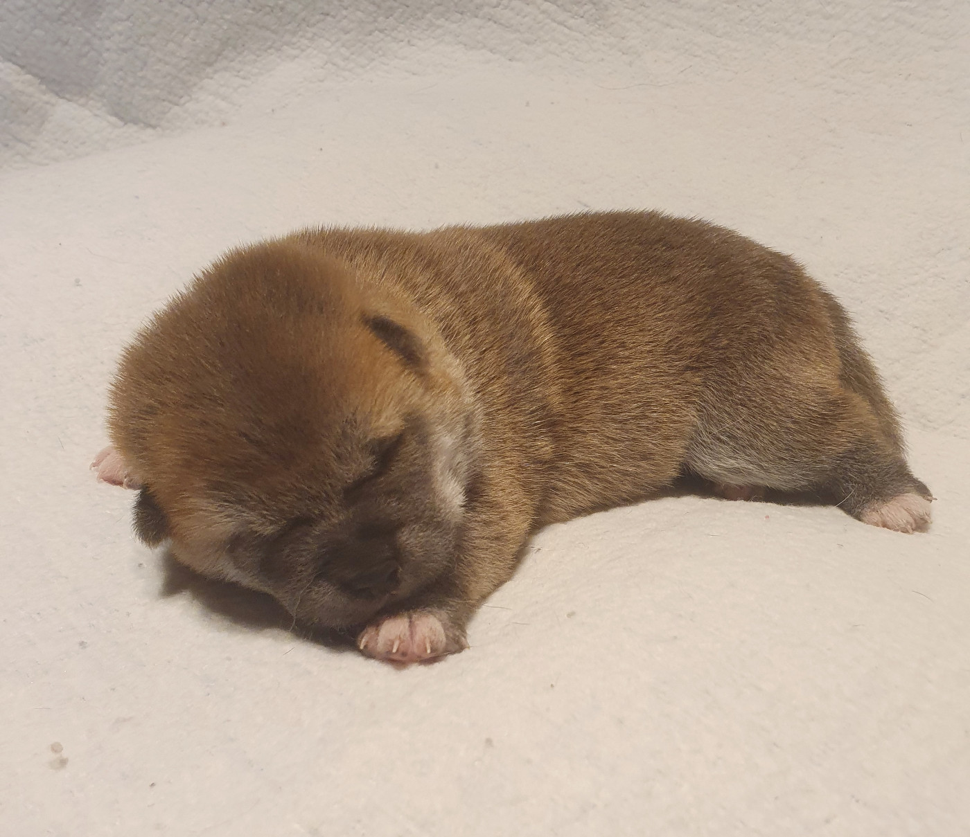 Du Domaine Du Varandin - Chiots disponibles - Shiba