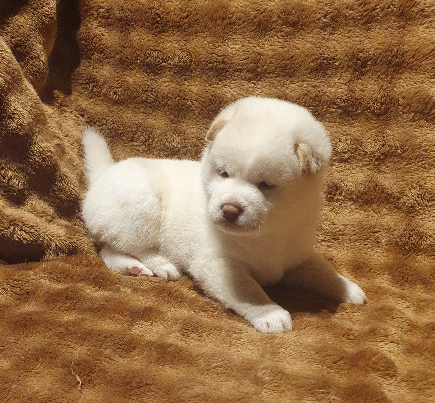 Du Domaine Du Varandin - Chiots disponibles - Shiba