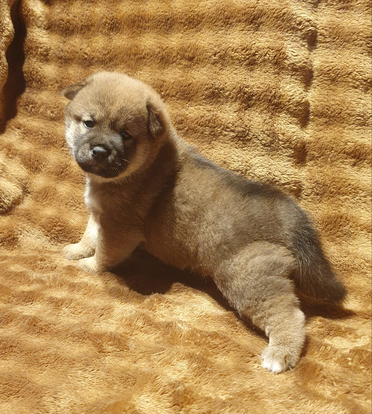 Du Domaine Du Varandin - Chiots disponibles - Shiba
