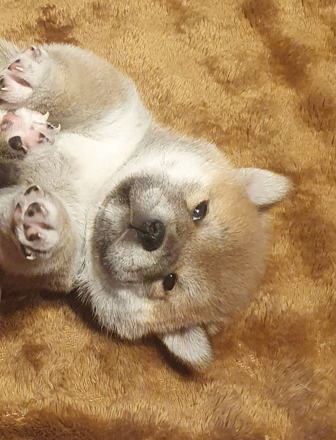 Du Domaine Du Varandin - Chiots disponibles - Shiba