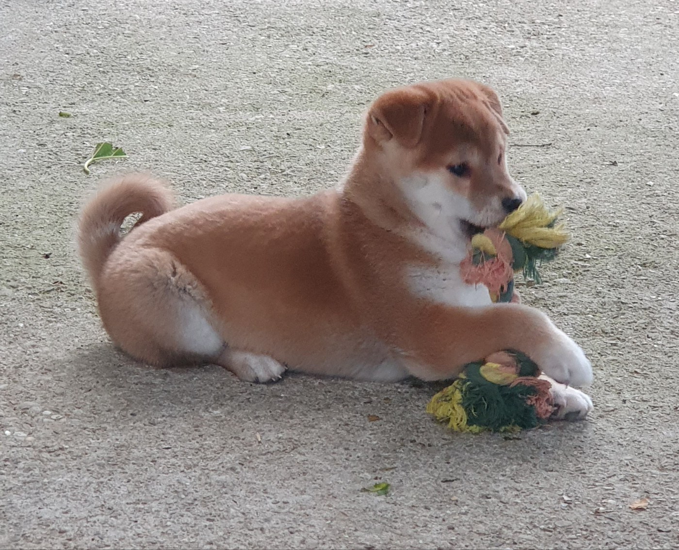 Du Domaine Du Varandin - Chiots disponibles - Shiba