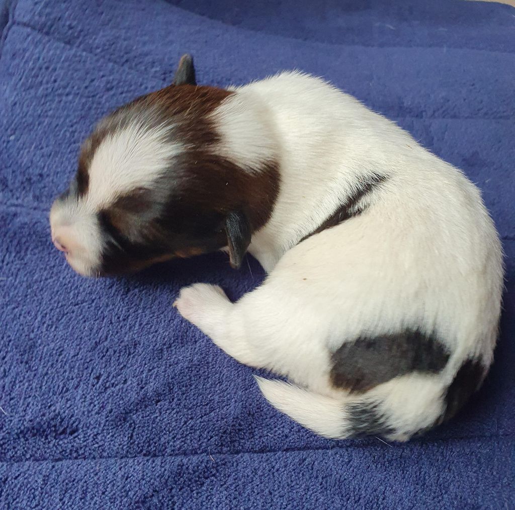 Du Domaine Du Varandin - Chiots disponibles - Jack Russell Terrier