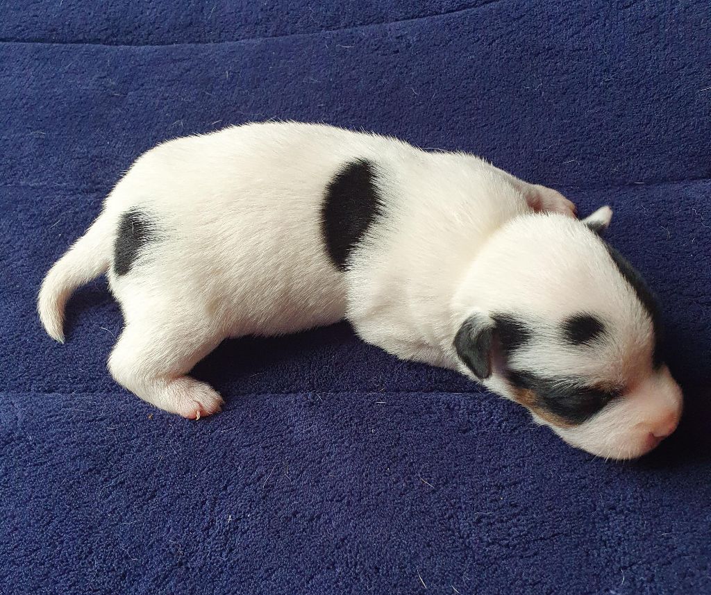 Du Domaine Du Varandin - Chiots disponibles - Jack Russell Terrier