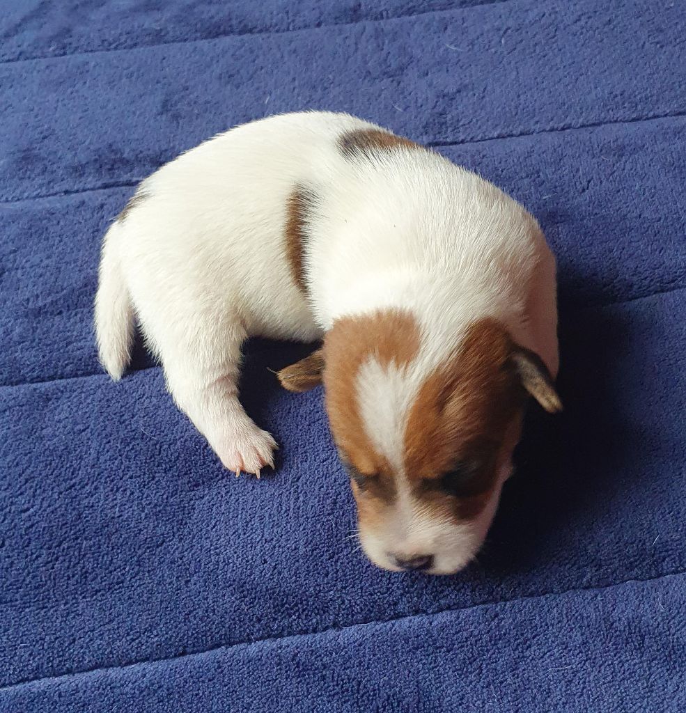 Du Domaine Du Varandin - Chiots disponibles - Jack Russell Terrier