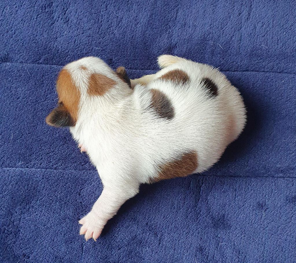 Du Domaine Du Varandin - Chiots disponibles - Jack Russell Terrier